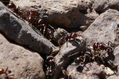 Pogonomyrmex barbatus