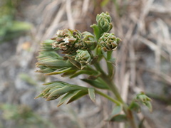 Thesium ecklonianum