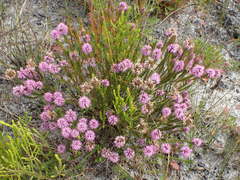 Stilbe ericoides
