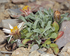 Townsendia scapigera