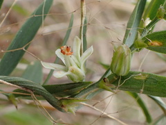Asparagus asparagoides