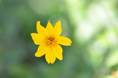 Wedelia hispida