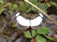 Janatella leucodesma