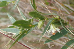 Asparagus asparagoides