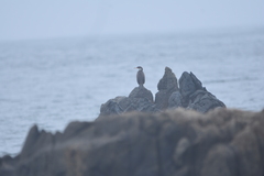 Poikilocarbo gaimardi