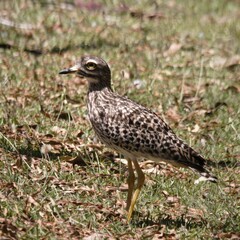 Burhinus capensis capensis