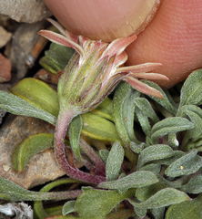 Townsendia scapigera