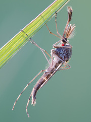 Aedes flavescens