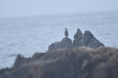 Poikilocarbo gaimardi