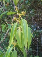 Tripodanthus acutifolius