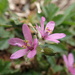 Erodium cicutarium zairae - Photo (c) Marian Oliver, some rights reserved (CC BY-NC), uploaded by Marian Oliver