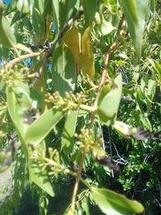 Tripodanthus acutifolius
