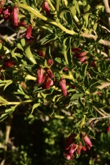 Escallonia carmelitana