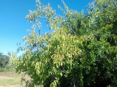 Tripodanthus acutifolius