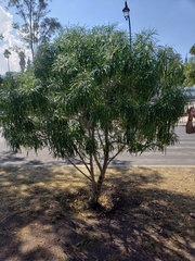 Cascabela thevetioides