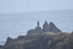 Poikilocarbo gaimardi