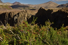 Escallonia carmelitana