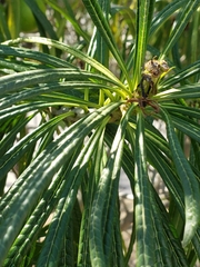 Cascabela thevetioides