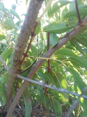 Tripodanthus acutifolius