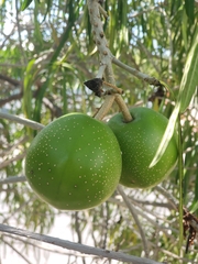 Cascabela thevetioides