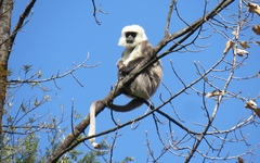 Semnopithecus schistaceus