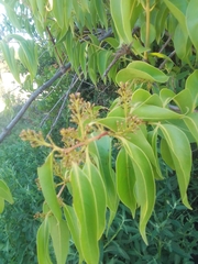 Tripodanthus acutifolius