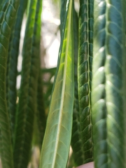 Cascabela thevetioides