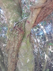 Tripodanthus acutifolius