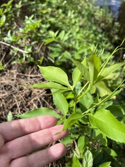Passiflora incarnata × cincinnata