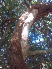 Tripodanthus acutifolius