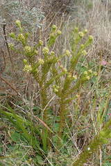 Thesium capitatum