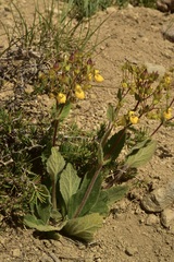 Calceolaria corymbosa