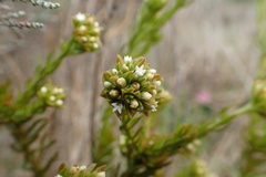 Thesium capitatum