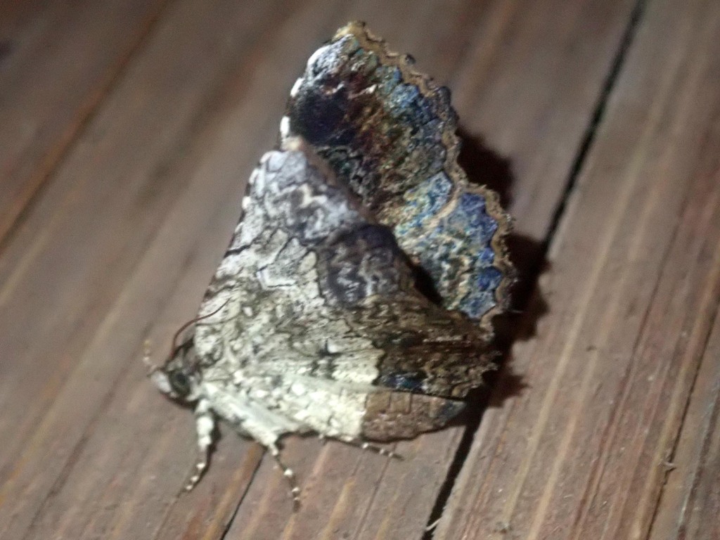 Pangrapta lasiophora