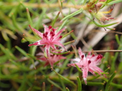 Diastella proteoides