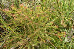 Diastella proteoides