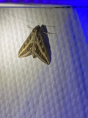 Hyles livornica