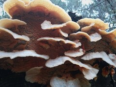 Merulius tremellosus