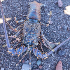 Panulirus inflatus