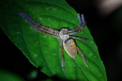 Barylestis
