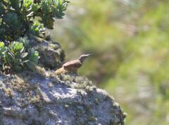 Geocolaptes olivaceus