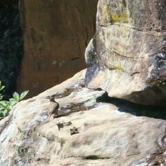 Geocolaptes olivaceus