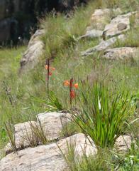 Geocolaptes olivaceus