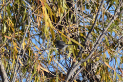 Polioptila