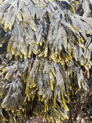 Fucus distichus