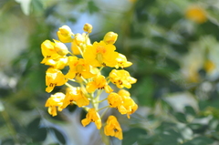 Erythrostemon mexicanus