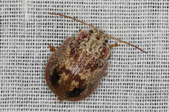 Paropsis charybdis