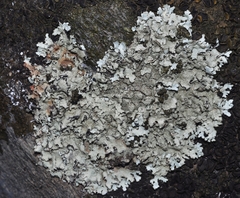 Parmelina tiliacea