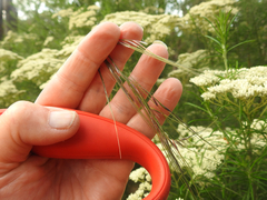 Austrostipa rudis