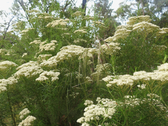 Austrostipa rudis